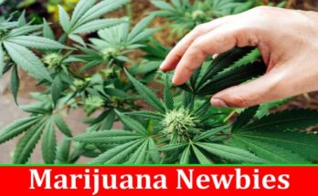 Marijuana Newbies 13 New Cannabis Terms to Learn Today