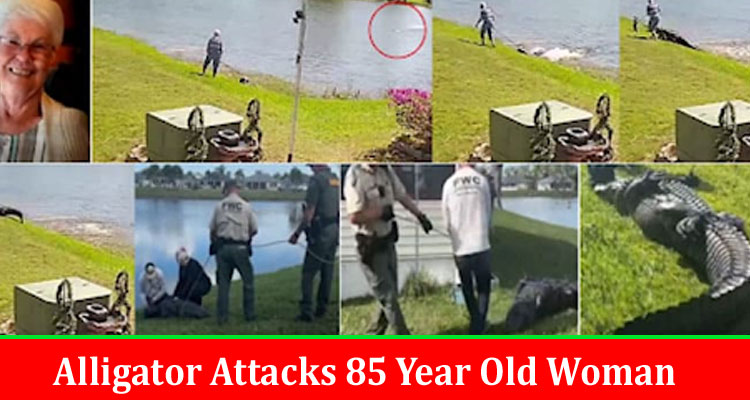 Alligator Attacks 85 Year Old Woman How Did The Alligator Attacks
